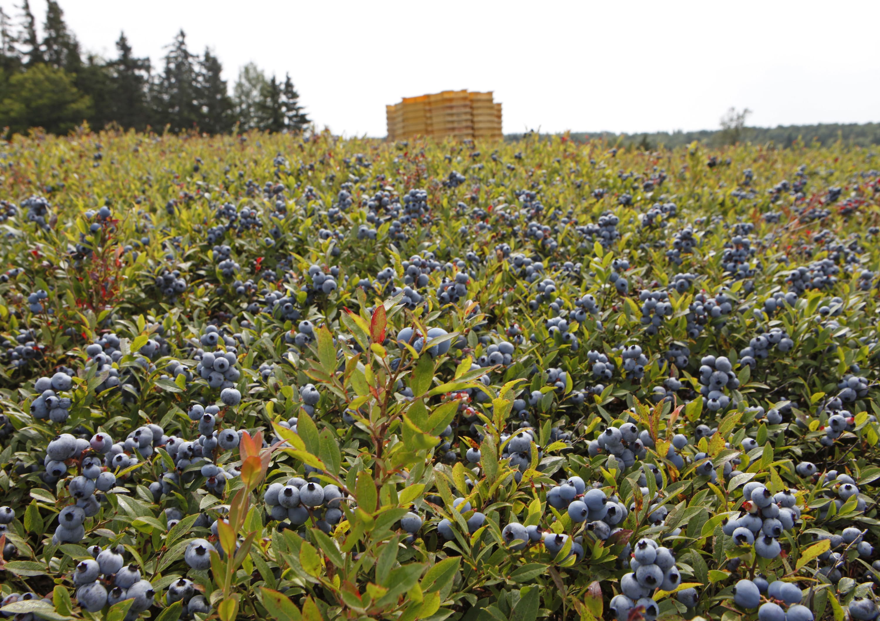 Blueberry field