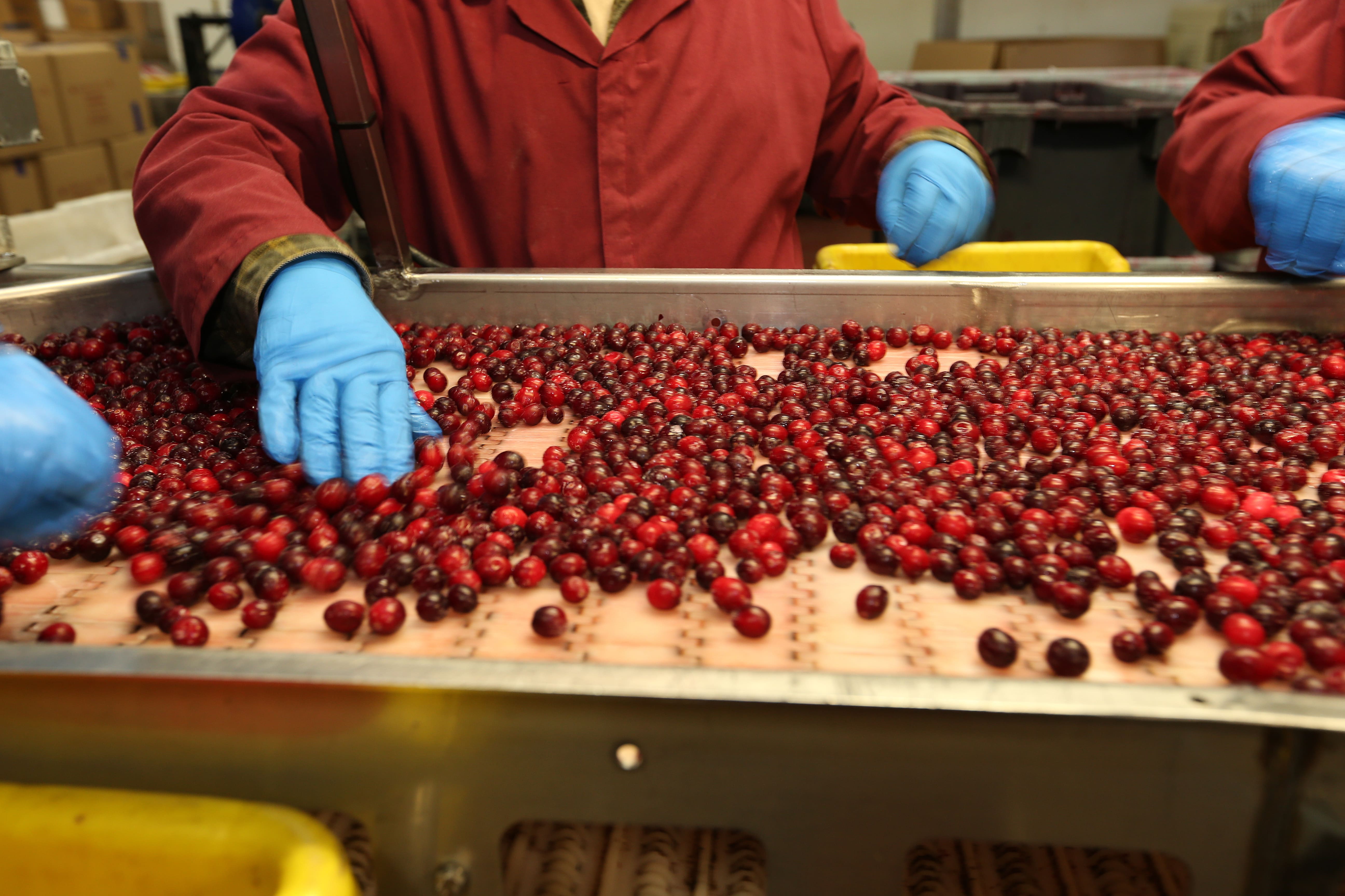 Factory worker with blue gloves handling cranberries on a conveyor belt