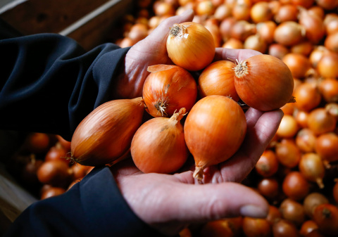 Hands holding yellow onions