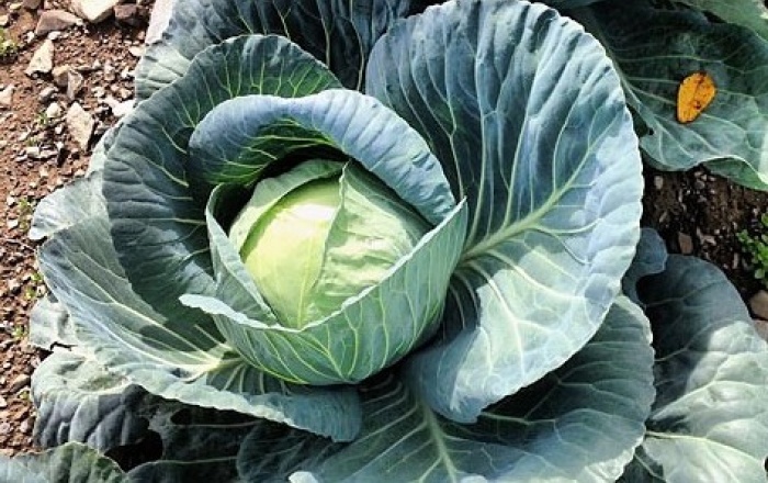 Cabbage in the ground