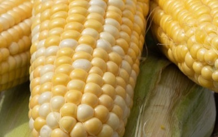 Ears of husked corn