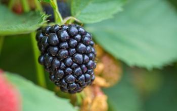 Single blackberry hanging from a branch