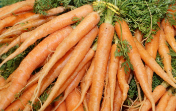 Bundles of carrots