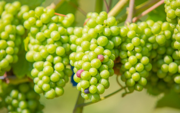 Juicy green grapes on a vine