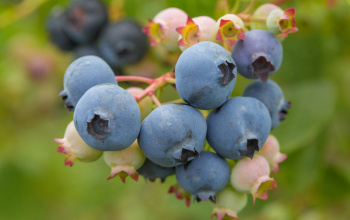 Close up of ripe blueberries on a bush.