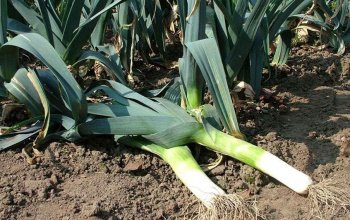 Leek field with two leaks picked from the earth